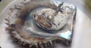 大闪亮的珍珠开放牡蛎